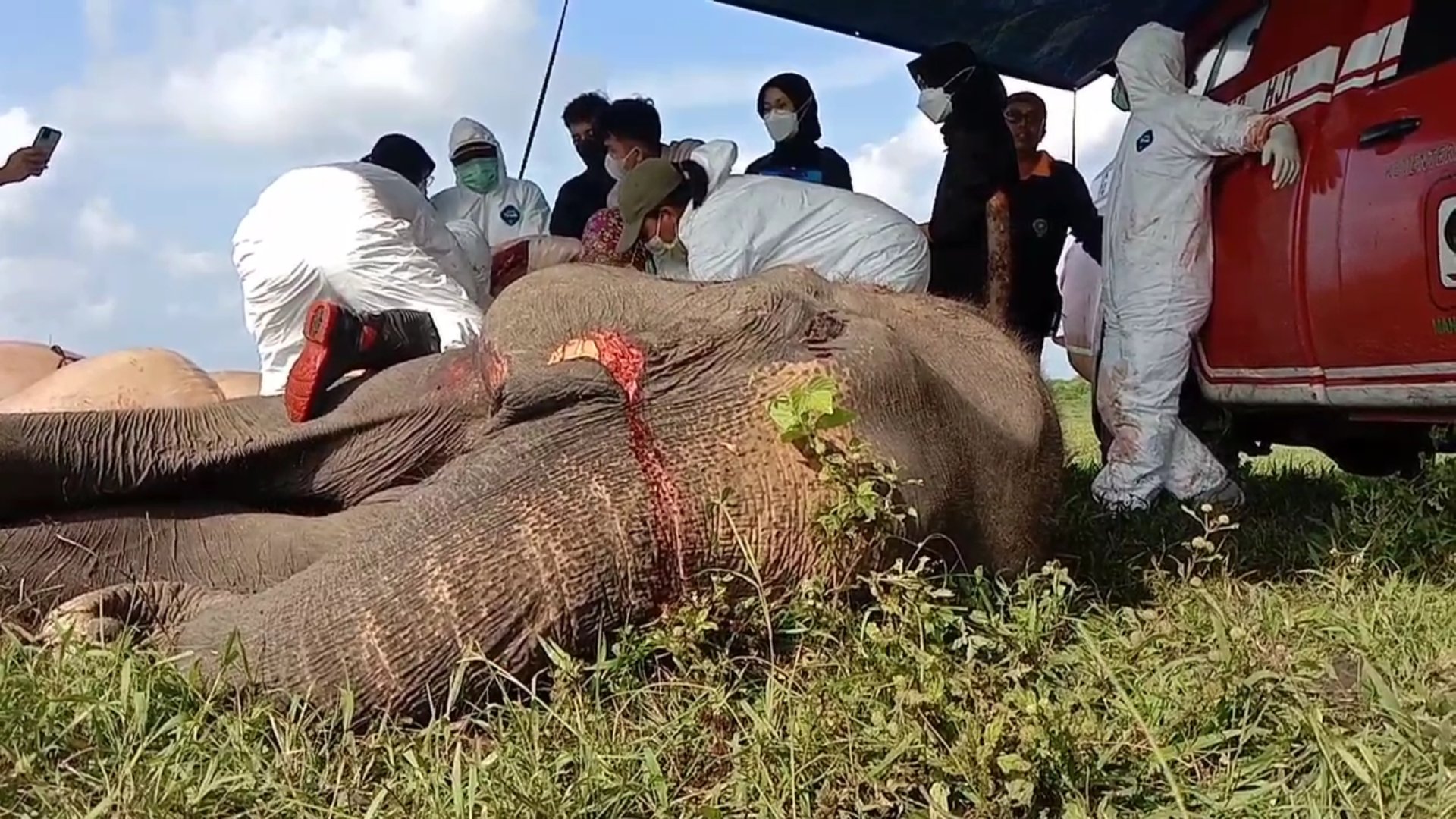Seekor Gajah DiTaman Nasional Way Kambas Lampung Mati