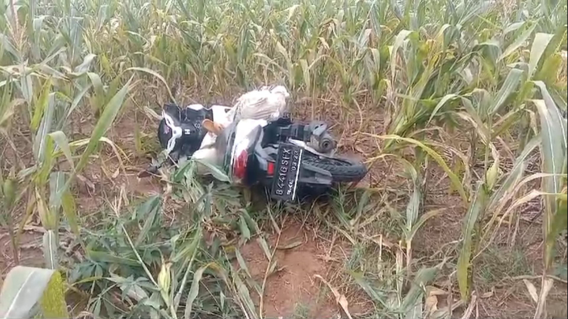 Heboh, Mayat Wanita Dalam Karung Di Lampung Timur